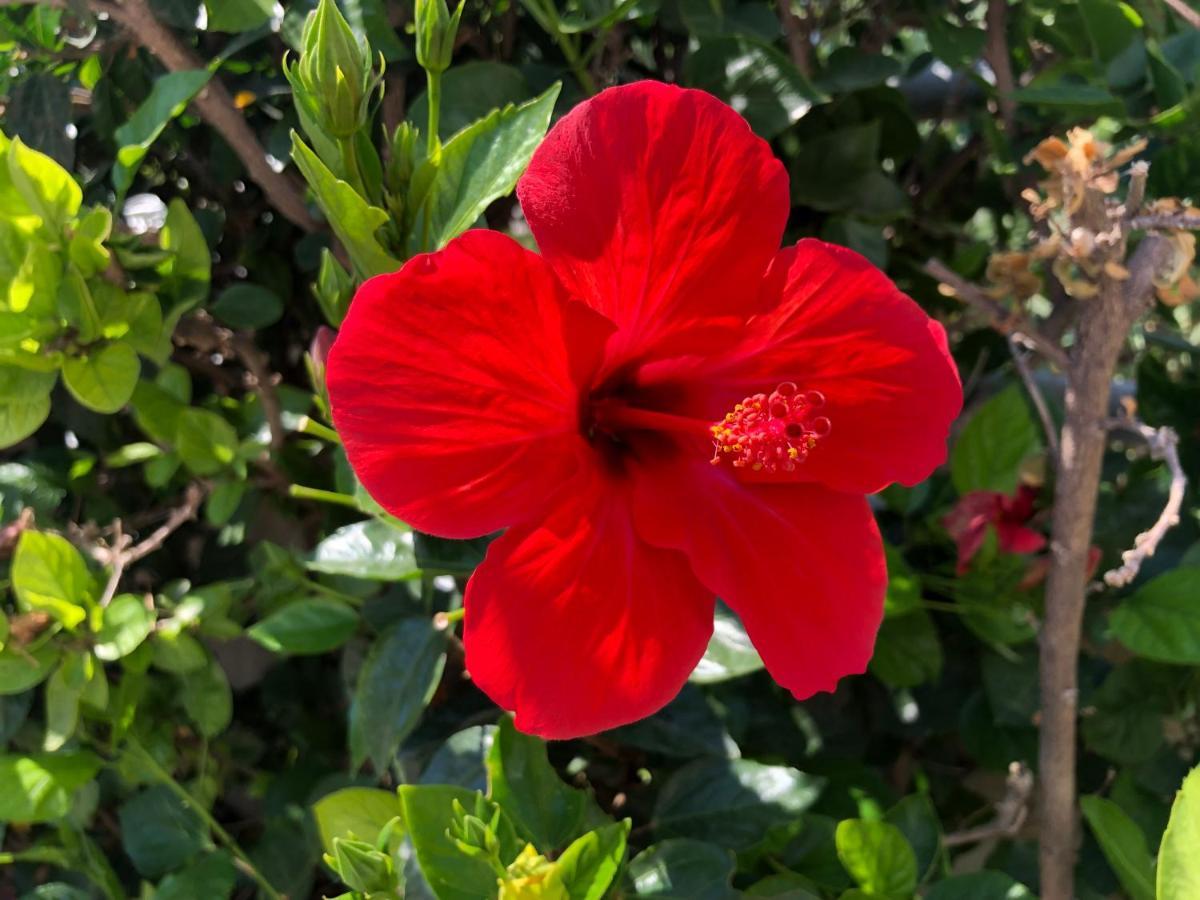 Гостьовий будинок Red Hibiscus Stegna Арханґелос Екстер'єр фото