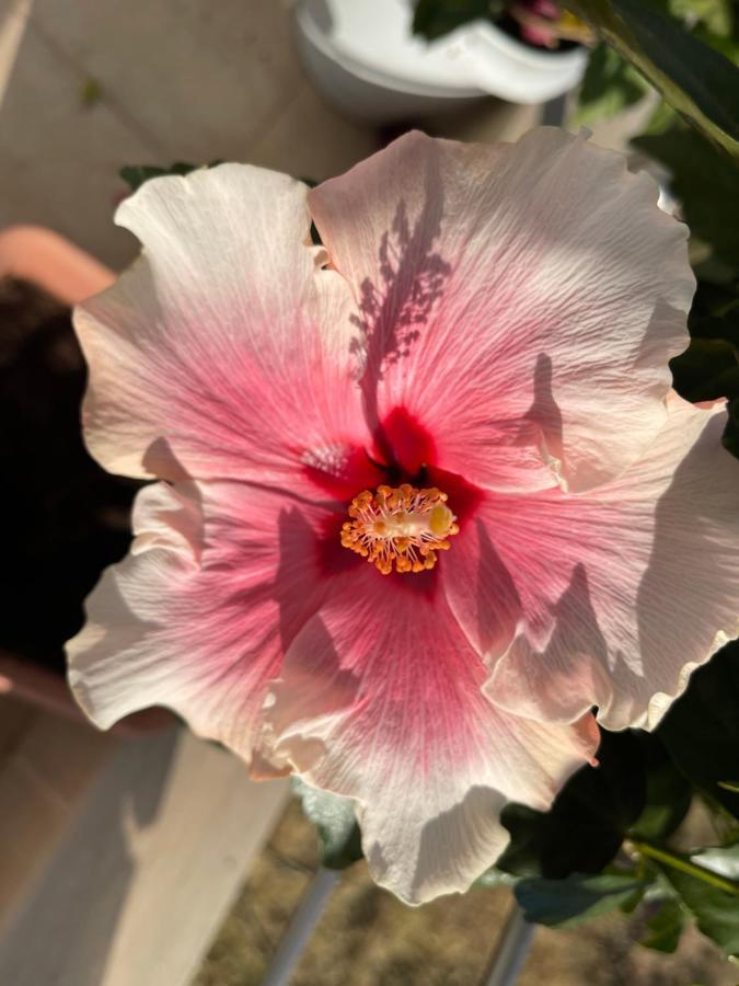 Гостьовий будинок Red Hibiscus Stegna Арханґелос Екстер'єр фото