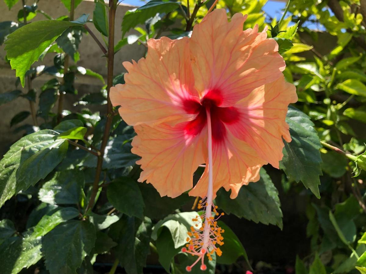 Гостьовий будинок Red Hibiscus Stegna Арханґелос Екстер'єр фото