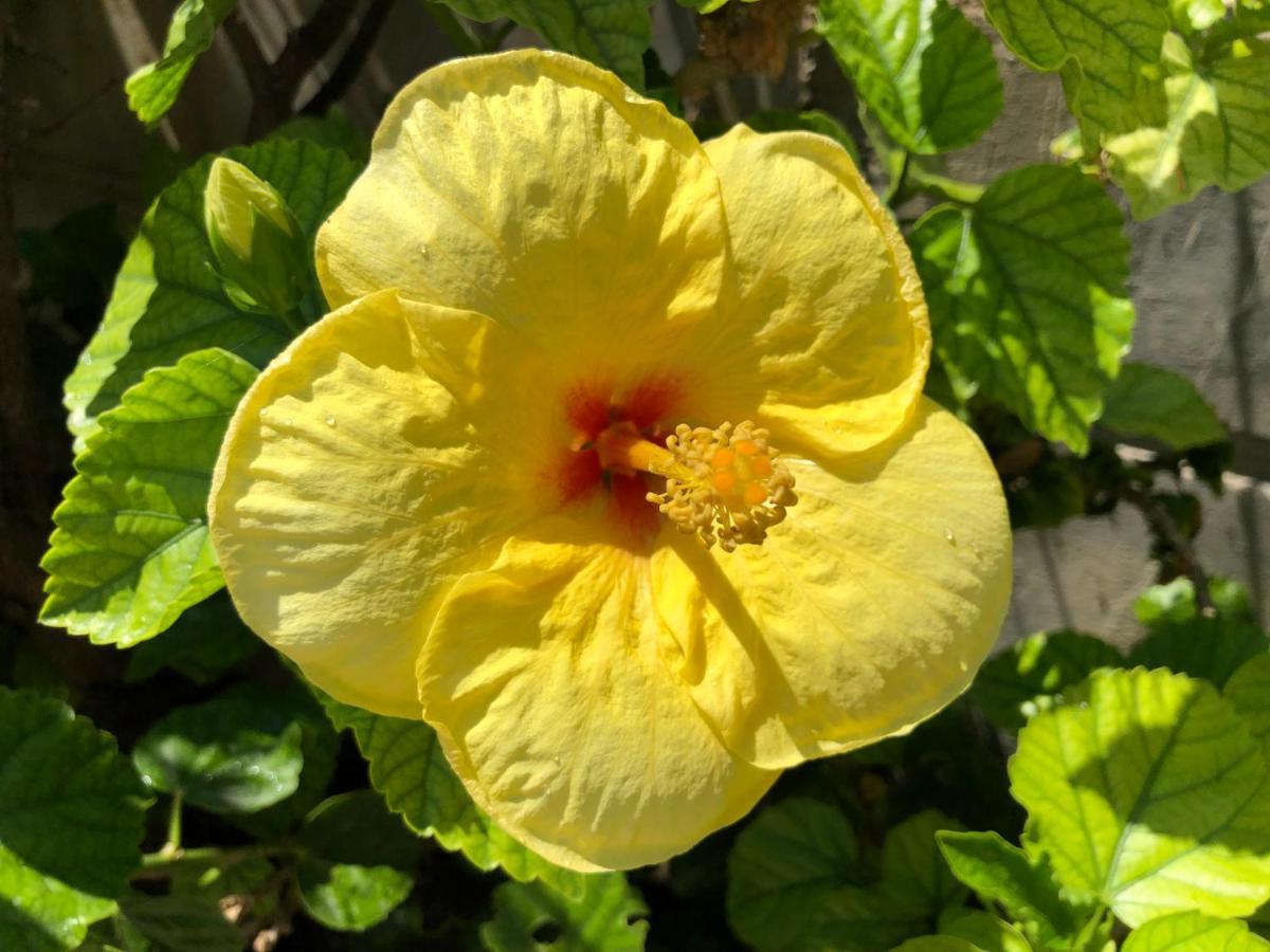 Гостьовий будинок Red Hibiscus Stegna Арханґелос Екстер'єр фото